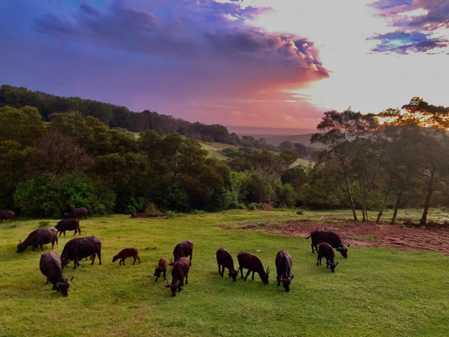 4 Bedroom Property for Sale in Kragga Kamma Eastern Cape